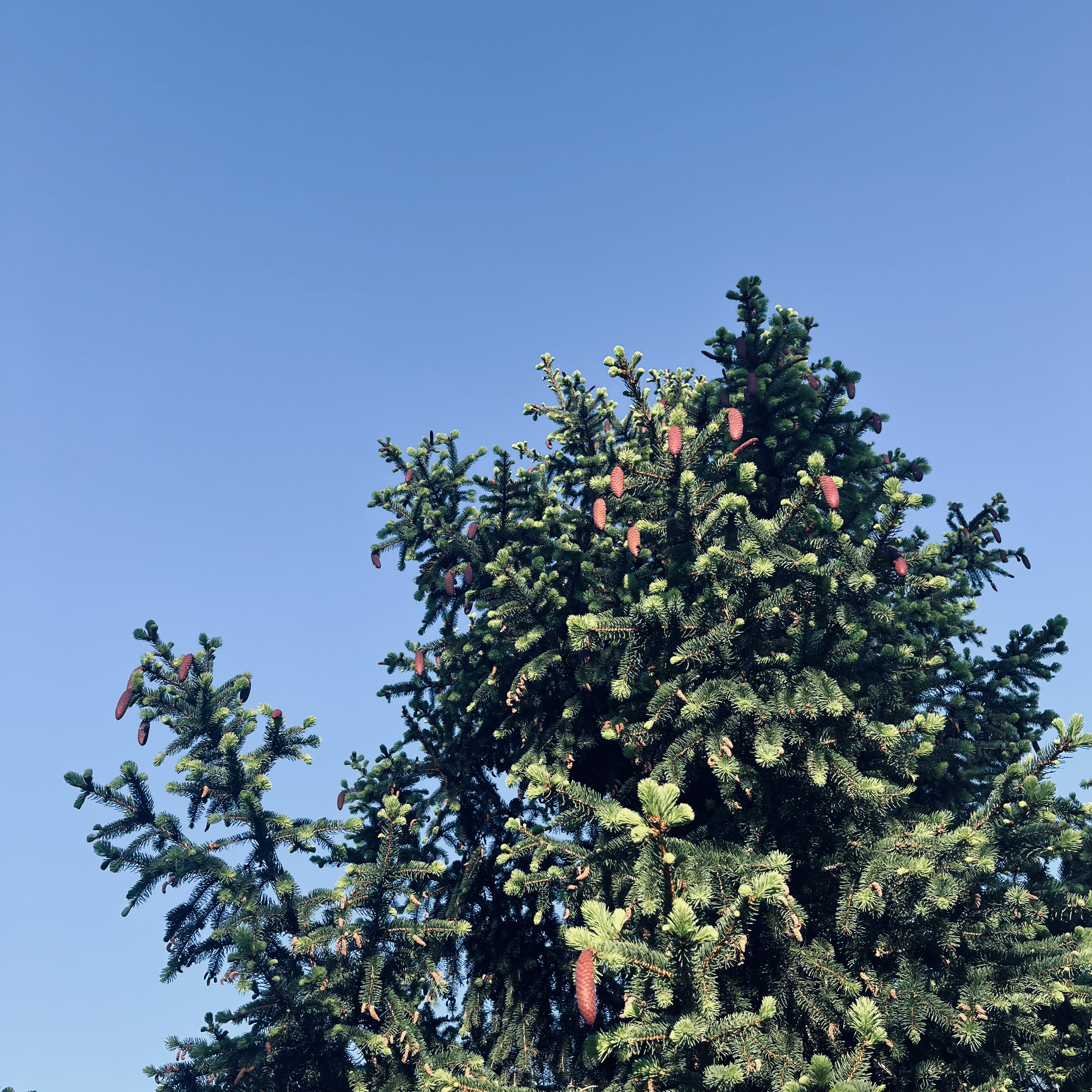 The Gd of Everything – evergreen vox